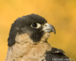 wildlife;falcon;Peregrine-Falcon;Falco-peregrinus;raptor;bird-of-prey;raptor-project;Head-Shot;Wachusett-Mountain;Massachusetts