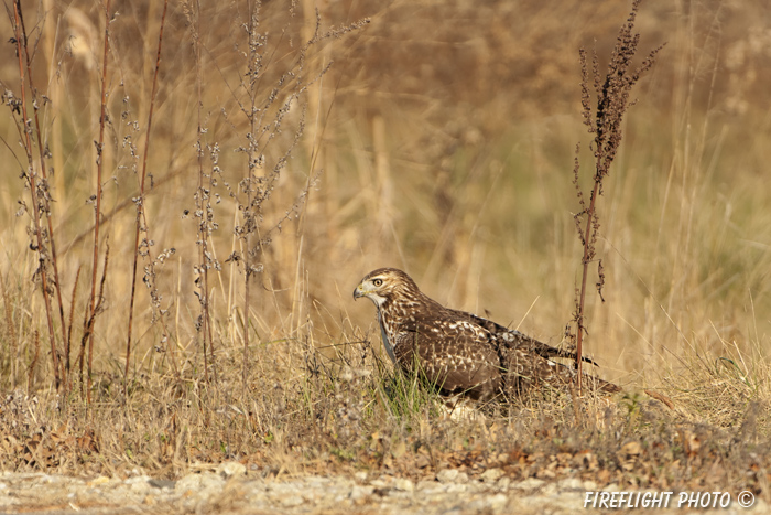 wildlife;Redtail Hawk;Buteo jamaicensis;Hawk;raptor;bird of prey;Newington;NH;ground