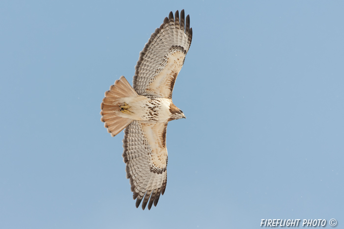wildlife;Redtail Hawk;Buteo jamaicensis;Hawk;raptor;bird of prey;Newington;NH
