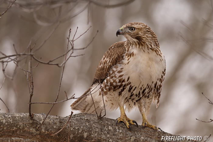 wildlife;Redtail Hawk;Buteo jamaicensis;Hawk;raptor;bird of prey;Rye;NH;tree