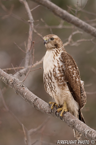 wildlife;Redtail Hawk;Buteo jamaicensis;Hawk;raptor;bird of prey;Rye;NH;tree
