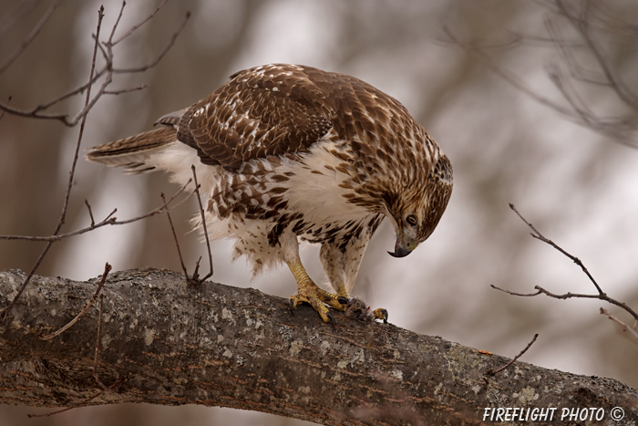 wildlife;Redtail Hawk;Buteo jamaicensis;Hawk;raptor;bird of prey;Rye;NH;tree