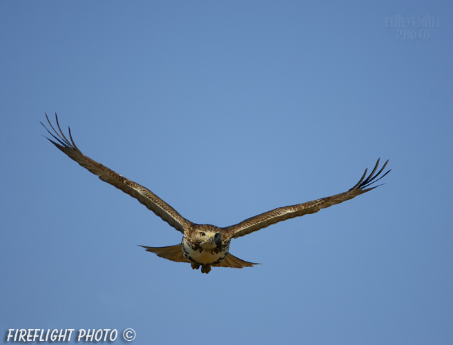 wildlife;Redtail Hawk;Buteo jamaicensis;Hawk;raptor;bird of prey;Newington;NH