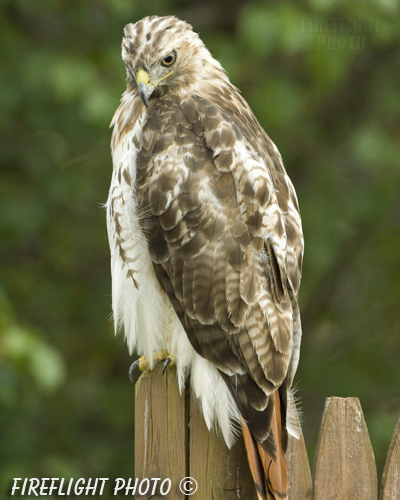 wildlife;Redtail Hawk;Buteo jamaicensis;Hawk;raptor;bird of prey;Newington;NH;fence