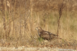 wildlife;Redtail-Hawk;Buteo-jamaicensis;Hawk;raptor;bird-of-prey;Newington;NH;ground