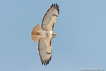 wildlife;Redtail-Hawk;Buteo-jamaicensis;Hawk;raptor;bird-of-prey;Newington;NH