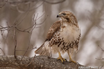 wildlife;Redtail-Hawk;Buteo-jamaicensis;Hawk;raptor;bird-of-prey;Rye;NH;tree