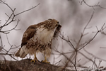 wildlife;Redtail-Hawk;Buteo-jamaicensis;Hawk;raptor;bird-of-prey;Rye;NH;tree