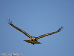 wildlife;Redtail-Hawk;Buteo-jamaicensis;Hawk;raptor;bird-of-prey;Newington;NH
