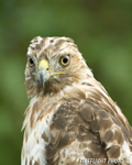 wildlife;Redtail-Hawk;Buteo-jamaicensis;Hawk;raptor;bird-of-prey;Newington;NH;head-shot