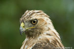 wildlife;Redtail-Hawk;Buteo-jamaicensis;Hawk;raptor;bird-of-prey;Newington;NH;head-shot