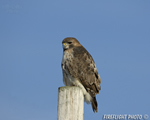 wildlife;Redtail-Hawk;Buteo-jamaicensis;Hawk;raptor;bird-of-prey;Newington;NH;pole