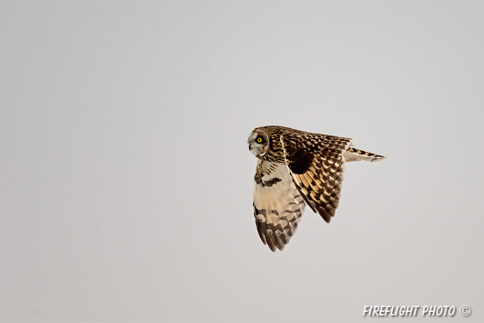 wildlife;short-eared owl;Asio flammeus;owl;raptor;bird of prey;marsh;Salisbury;MA;D4