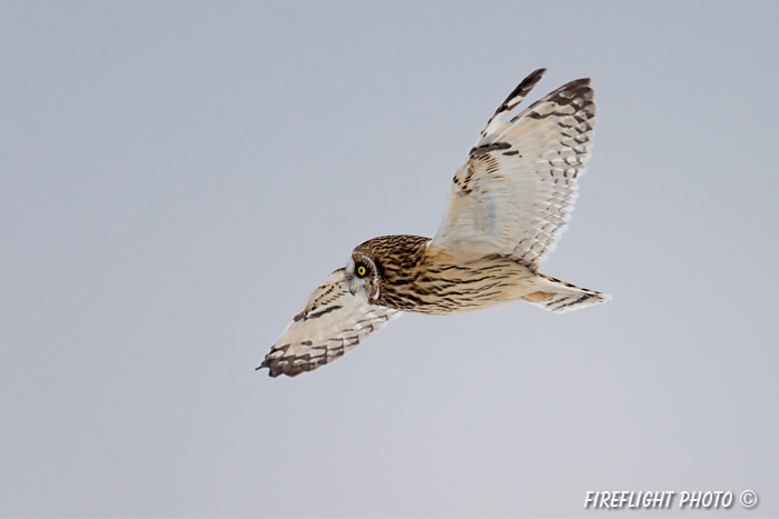 wildlife;short-eared owl;Asio flammeus;owl;raptor;bird of prey;marsh;Salisbury;MA;D4