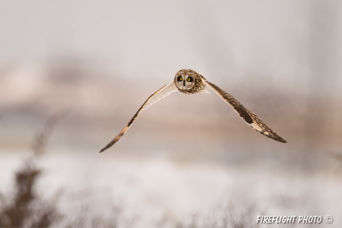 wildlife;short-eared owl;Asio flammeus;owl;raptor;bird of prey;marsh;Salisbury;MA;D4