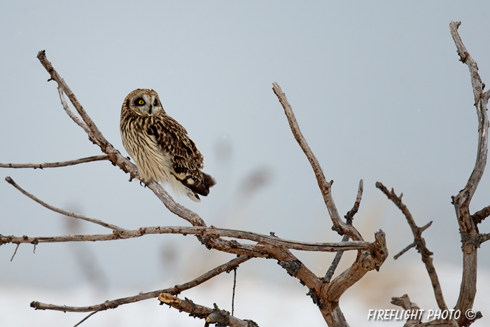 wildlife;short-eared owl;Asio flammeus;owl;raptor;bird of prey;snag;Salisbury;MA;D4