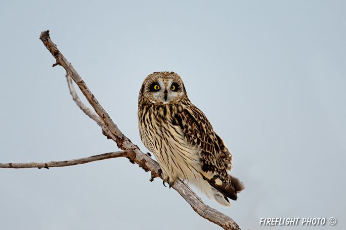 wildlife;short-eared owl;Asio flammeus;owl;raptor;bird of prey;snag;Salisbury;MA;D4