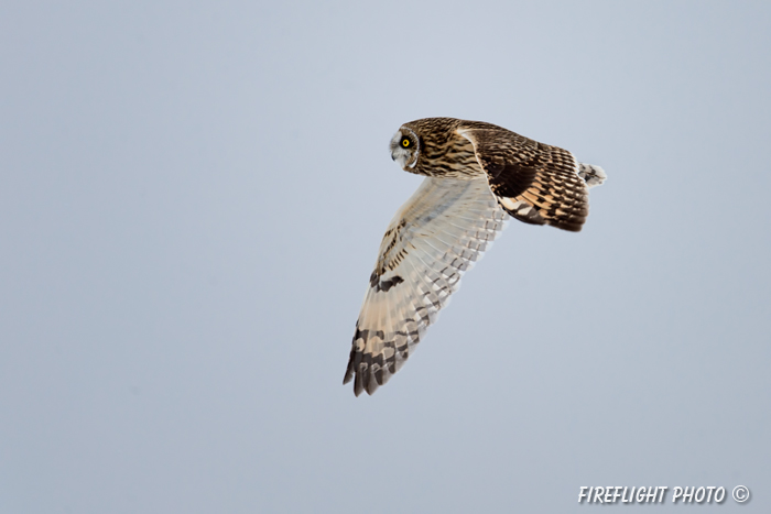 wildlife;short-eared owl;Asio flammeus;owl;raptor;bird of prey;marsh;Salisbury;MA;D4