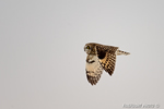 wildlife;short-eared-owl;Asio-flammeus;owl;raptor;bird-of-prey;marsh;Salisbury;MA;D4