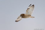 wildlife;short-eared-owl;Asio-flammeus;owl;raptor;bird-of-prey;marsh;Salisbury;MA;D4