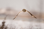 wildlife;short-eared-owl;Asio-flammeus;owl;raptor;bird-of-prey;marsh;Salisbury;MA;D4