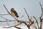 wildlife;short-eared-owl;Asio-flammeus;owl;raptor;bird-of-prey;snag;Salisbury;MA;D4