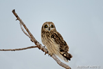wildlife;short-eared-owl;Asio-flammeus;owl;raptor;bird-of-prey;snag;Salisbury;MA;D4