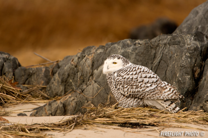 wildlife;snowy owl;bubo scandiacus;owl;raptor;bird of prey;rocks;Plum Island;MA;D4