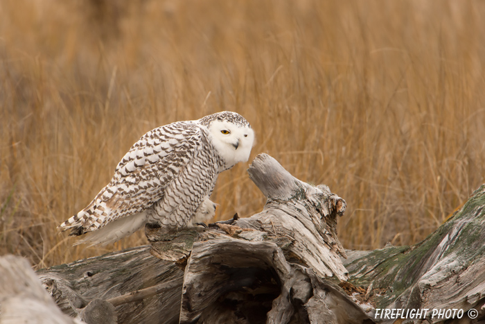 wildlife;snowy owl;bubo scandiacus;owl;raptor;bird of prey;stump;log;Plum Island;MA;D4