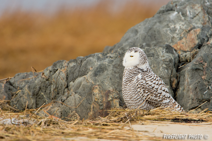 wildlife;snowy owl;bubo scandiacus;owl;raptor;bird of prey;beach;rocks;Plum Island;MA;D4