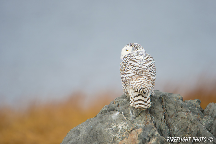 wildlife;snowy owl;bubo scandiacus;owl;raptor;bird of prey;rocks;Plum Island;MA;D4