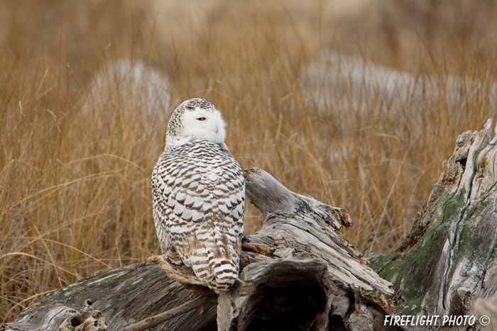 wildlife;snowy owl;bubo scandiacus;owl;raptor;bird of prey;stump;Plum Island;MA;D4