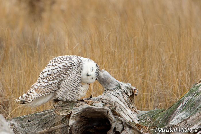 wildlife;snowy owl;bubo scandiacus;owl;raptor;bird of prey;stump;Plum Island;MA;D4