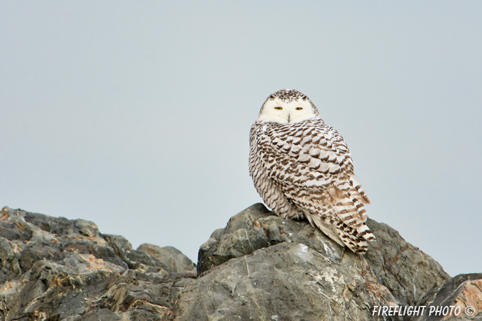 wildlife;snowy owl;bubo scandiacus;owl;raptor;bird of prey;rocks;Plum Island;MA;D4