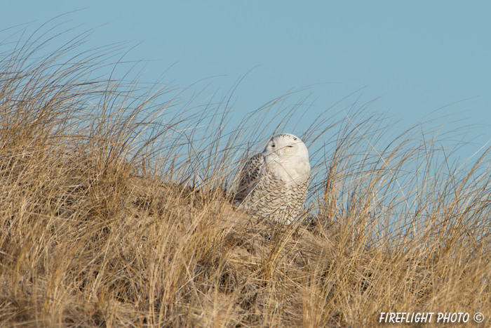 wildlife;snowy owl;bubo scandiacus;owl;raptor;bird of prey;marsh;Hampton Beach;NH;D800