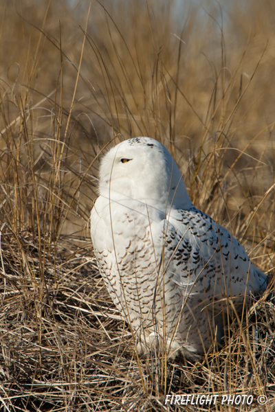 wildlife;snowy owl;bubo scandiacus;owl;raptor;bird of prey;beach;Plum Island;MA;D800