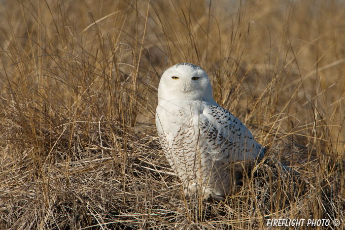 wildlife;snowy owl;bubo scandiacus;owl;raptor;bird of prey;beach;Plum Island;MA;D800