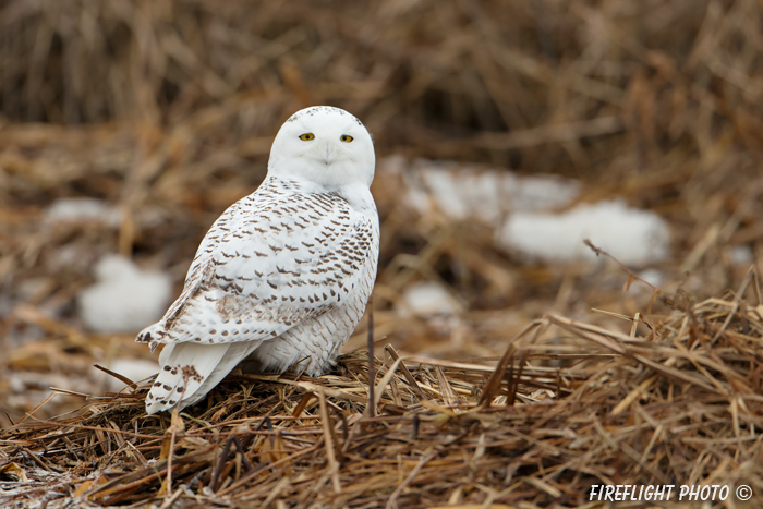 wildlife;snowy owl;bubo scandiacus;owl;raptor;bird of prey;marsh;Salisbury;MA;D800