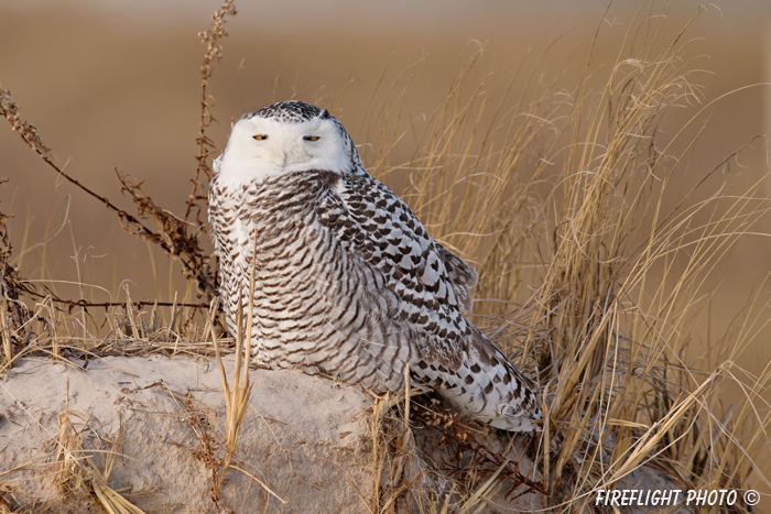 wildlife;snowy owl;bubo scandiacus;owl;raptor;bird of prey;beach;Crane Beach;MA;D800