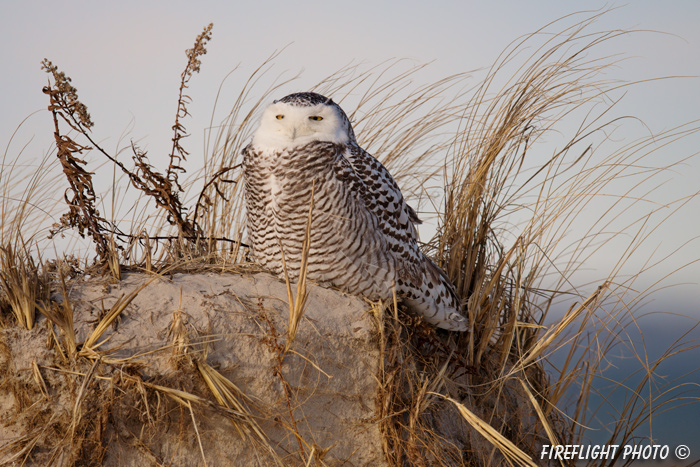 wildlife;snowy owl;bubo scandiacus;owl;raptor;bird of prey;beach;Crane Beach;MA;D800