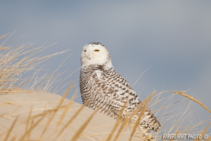 wildlife;snowy owl;bubo scandiacus;owl;raptor;bird of prey;beach;Crane Beach;MA;D800