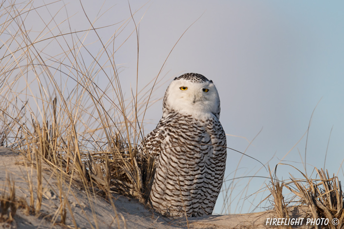 wildlife;snowy owl;bubo scandiacus;owl;raptor;bird of prey;beach;Crane Beach;MA;D800