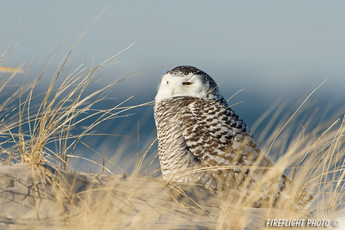 wildlife;snowy owl;bubo scandiacus;owl;raptor;bird of prey;beach;Crane Beach;MA;D800