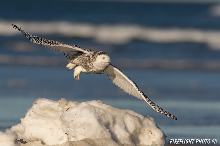 wildlife;snowy owl;bubo scandiacus;owl;raptor;bird of prey;beach;ice;Crane Beach;MA;D4