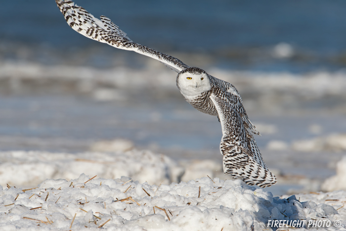 wildlife;snowy owl;bubo scandiacus;owl;raptor;bird of prey;beach;ice;Crane Beach;MA;D4