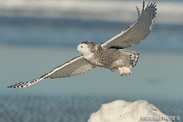 wildlife;snowy owl;bubo scandiacus;owl;raptor;bird of prey;beach;ice;Crane Beach;MA;D4