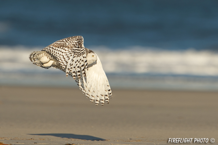 wildlife;snowy owl;bubo scandiacus;owl;raptor;bird of prey;beach;surf;Crane Beach;MA;D4
