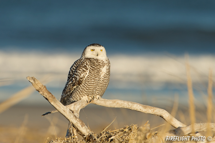 wildlife;snowy owl;bubo scandiacus;owl;raptor;bird of prey;beach;dead tree;Crane Beach;MA;D4