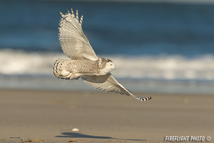 wildlife;snowy owl;bubo scandiacus;owl;raptor;bird of prey;beach;flight;Crane Beach;MA;D4