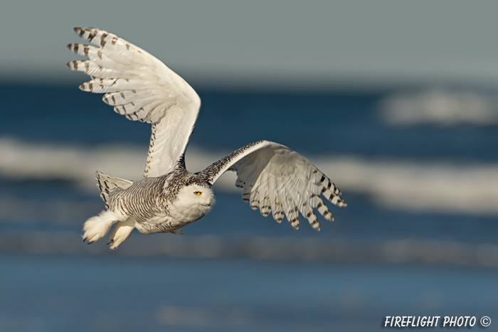 wildlife;snowy owl;bubo scandiacus;owl;raptor;bird of prey;beach;Crane Beach;MA;D4